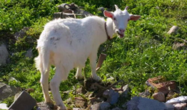 羊了个羊吃瓜爆料,揭秘游戏背后的惊人真相